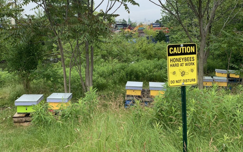 Honeybees flourish at Port of Hamilton